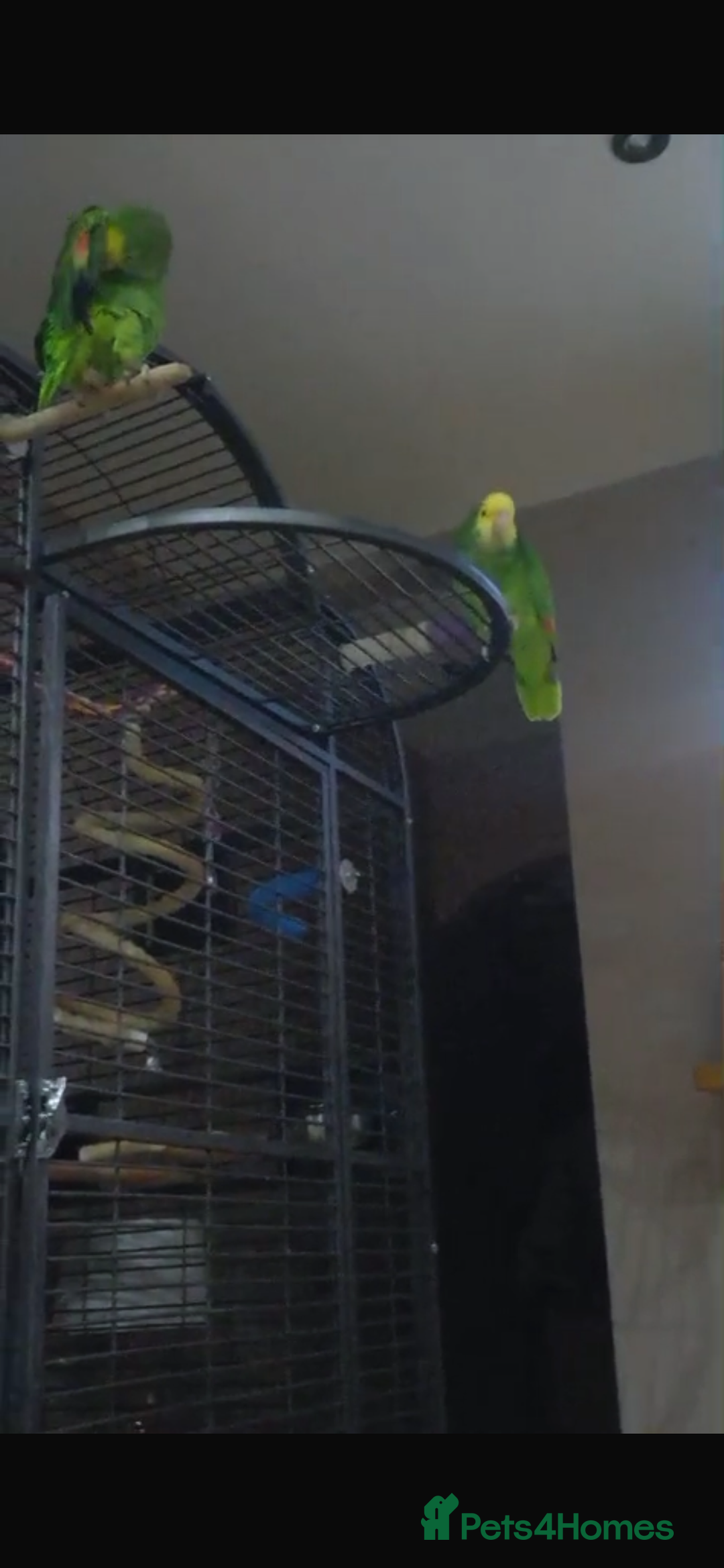 Parrots birds for sale: DYH double yellow headed Amazon parrots - Advert 2