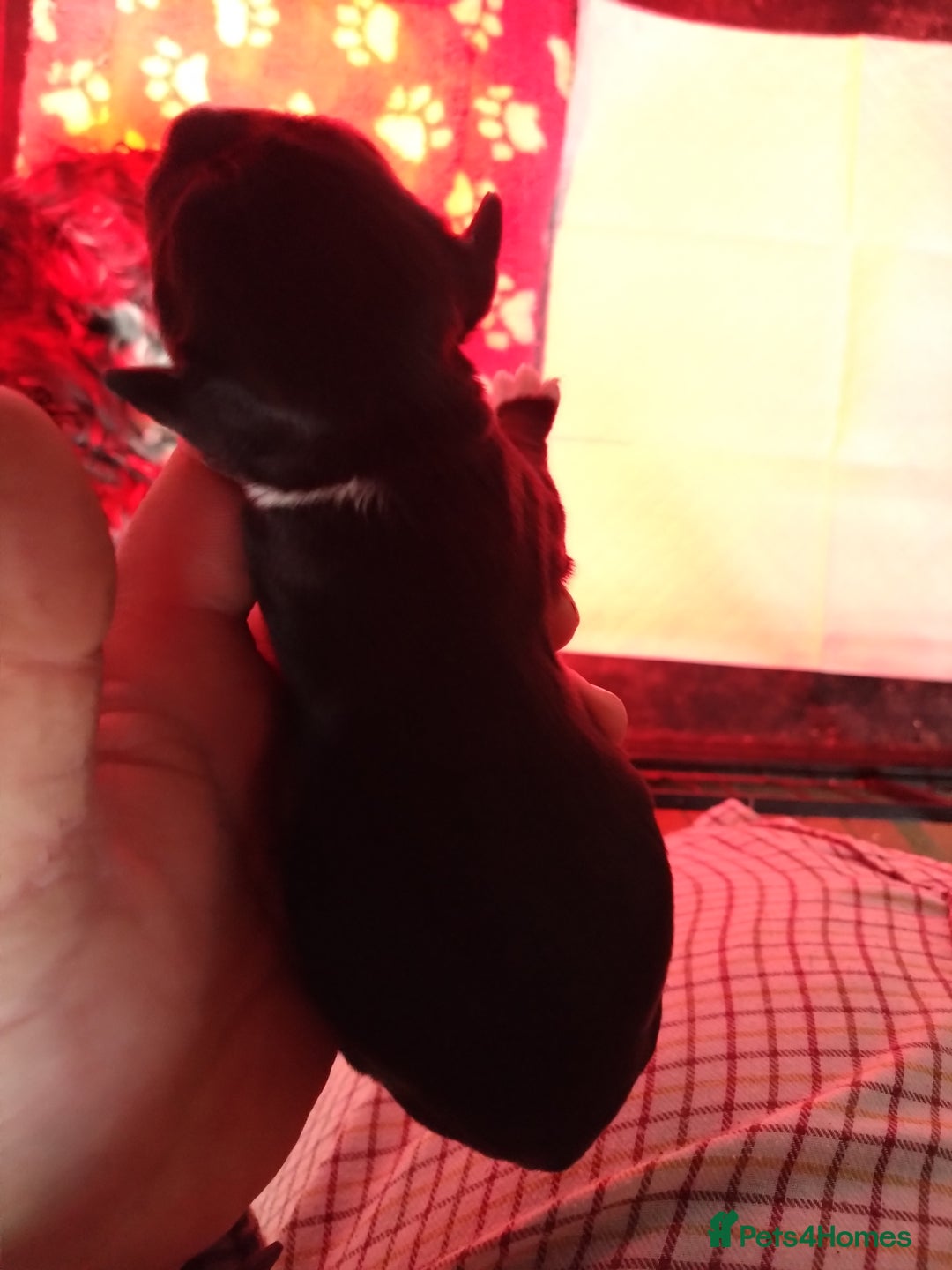 Cocker Spaniel dogs for sale: Working cocker spaniel pups  - Advert 3