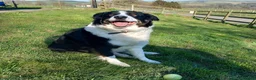 Bordoodle dogs for sale: Beautiful Home-Raised Bordoodle Puppies – 2 Girls in Galashiels - Advert 18