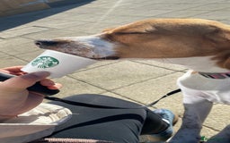 Beagle dogs for sale: Beautiful Beagle looking for a new home - Advert 8