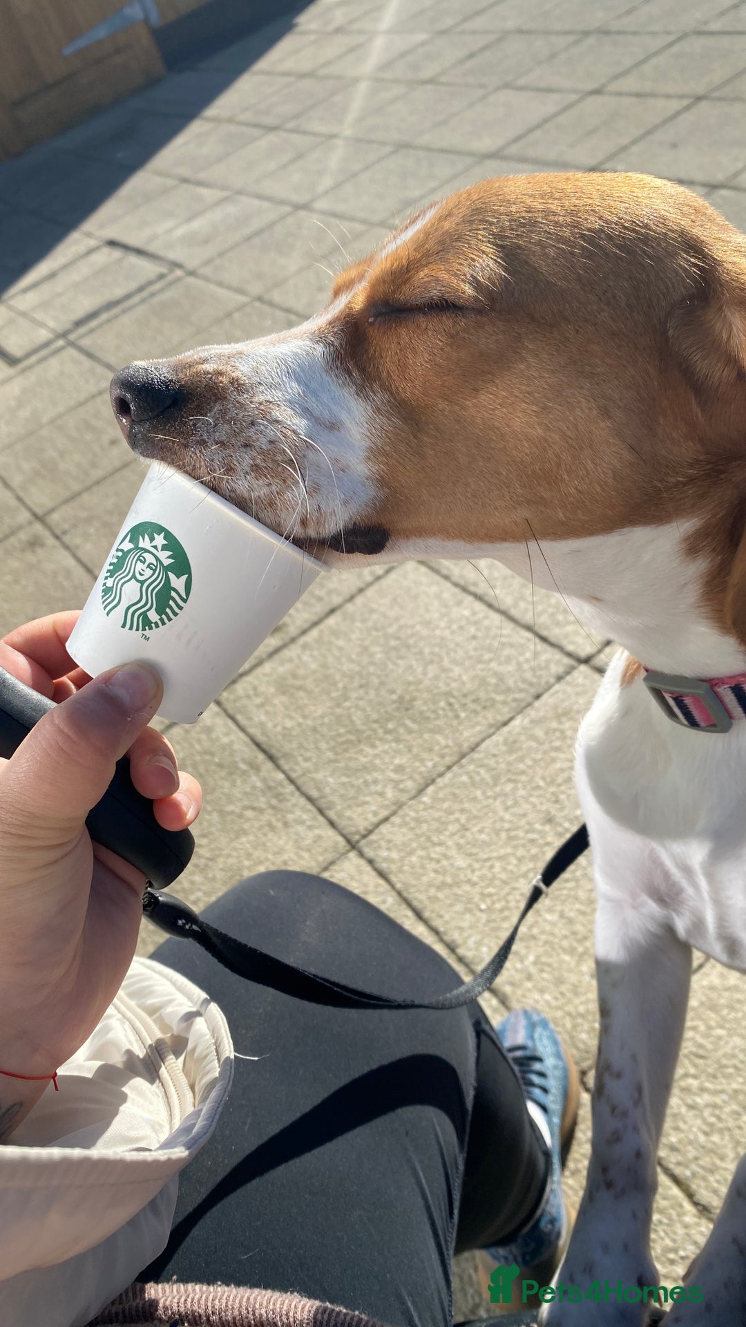 Beagle dogs for sale: Beautiful Beagle looking for a new home - Advert 8