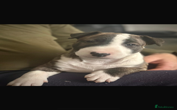 Bull Terrier dogs for sale: English Bull Terrier pups - Image 3