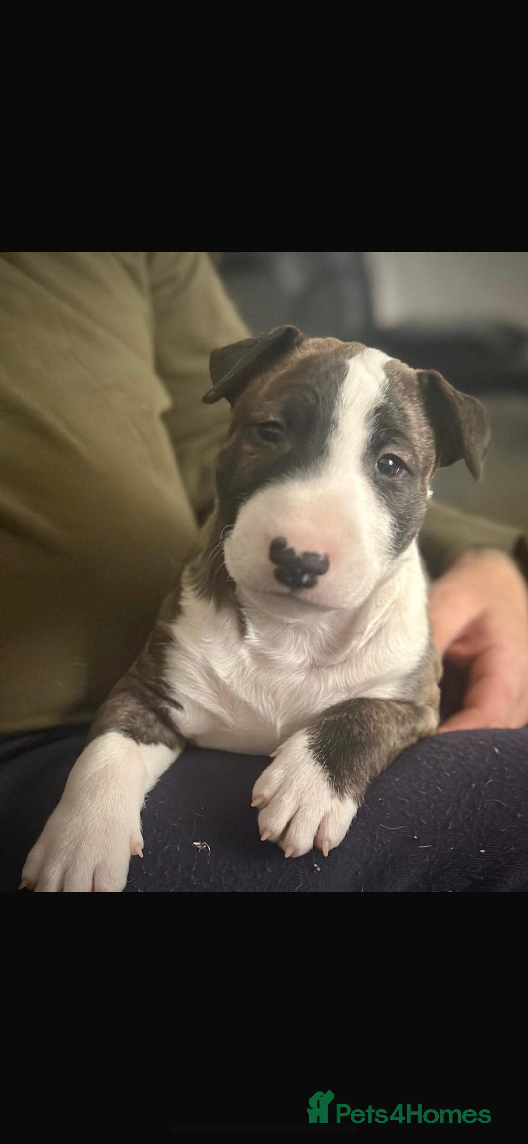 Bull Terrier dogs for sale: English Bull Terrier pups - Image 3