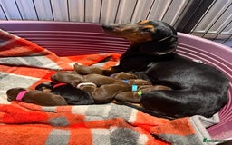 Miniature Dachshund dogs for sale: Beautiful miniature dachshund puppies - Image 2