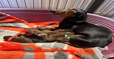 Miniature Dachshund dogs - Advert 8