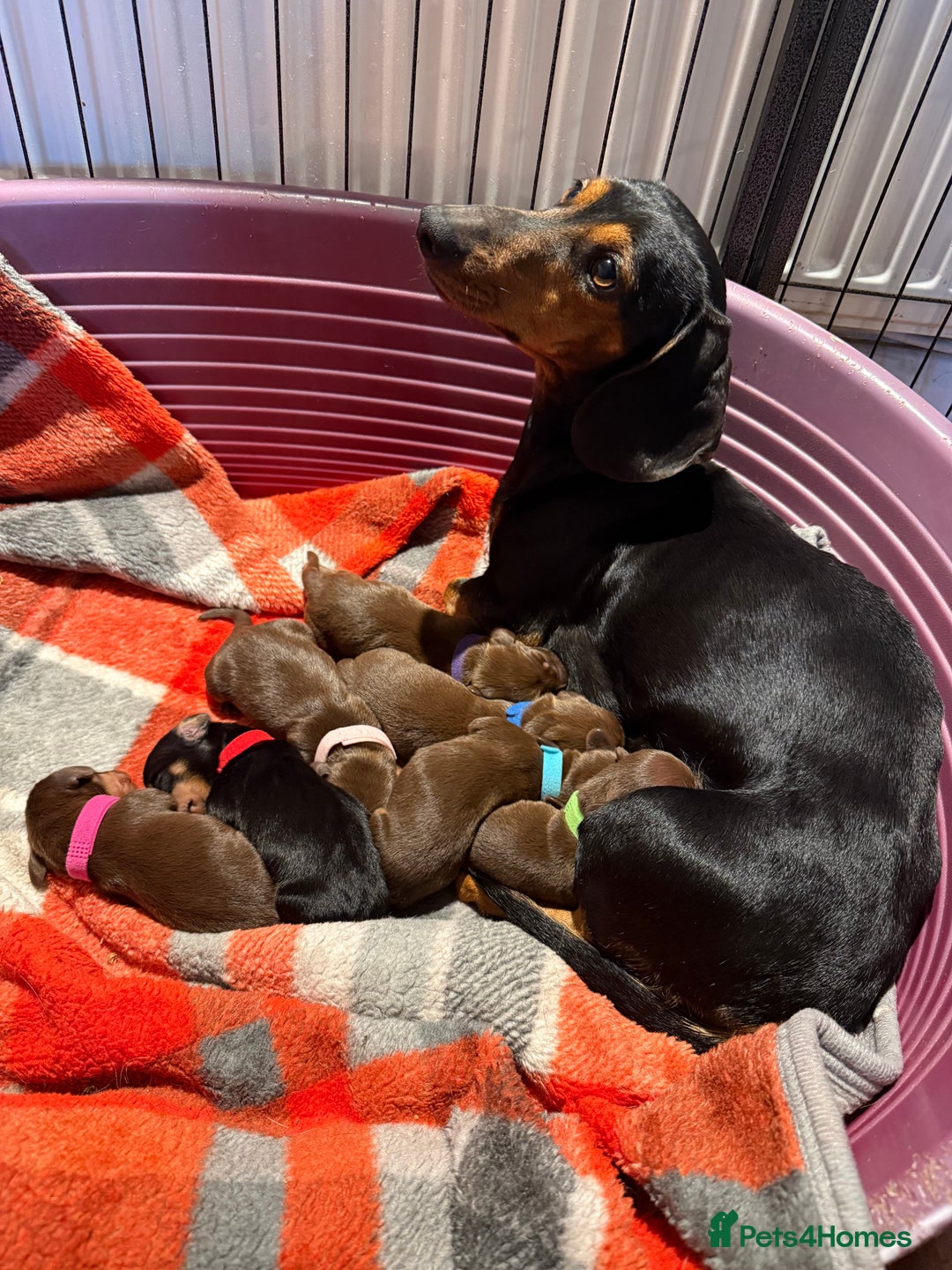 Miniature Dachshund dogs for sale: Beautiful miniature dachshund puppies - Image 2