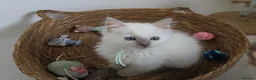 Ragdoll cats for sale: GCCF REGISTERED PEDIGREE RAGDOLL KITTENS  - Advert 15