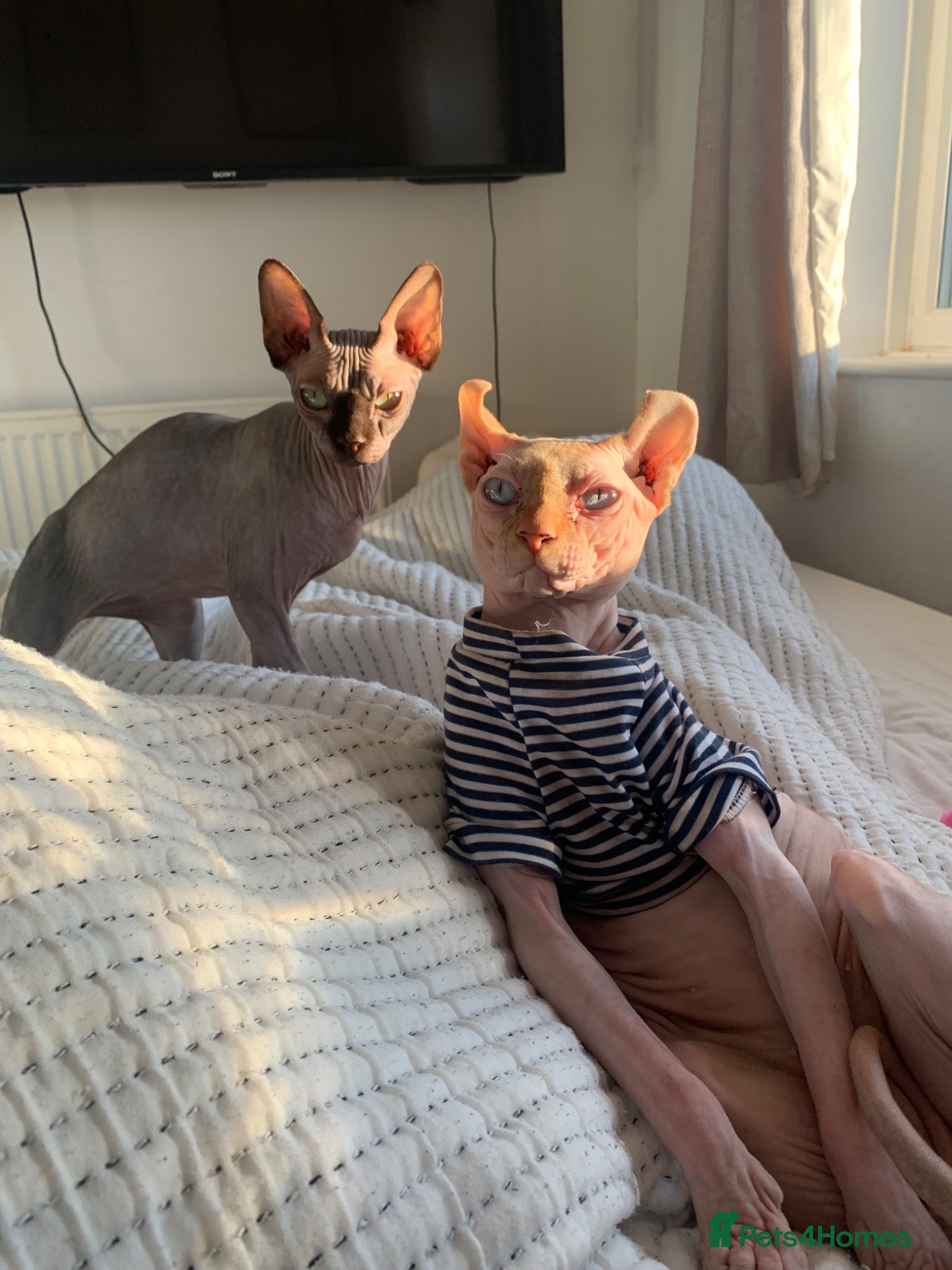 Sphynx cats 2 sphynx cats for sale/adoption. Male and Female.  - Advert 2