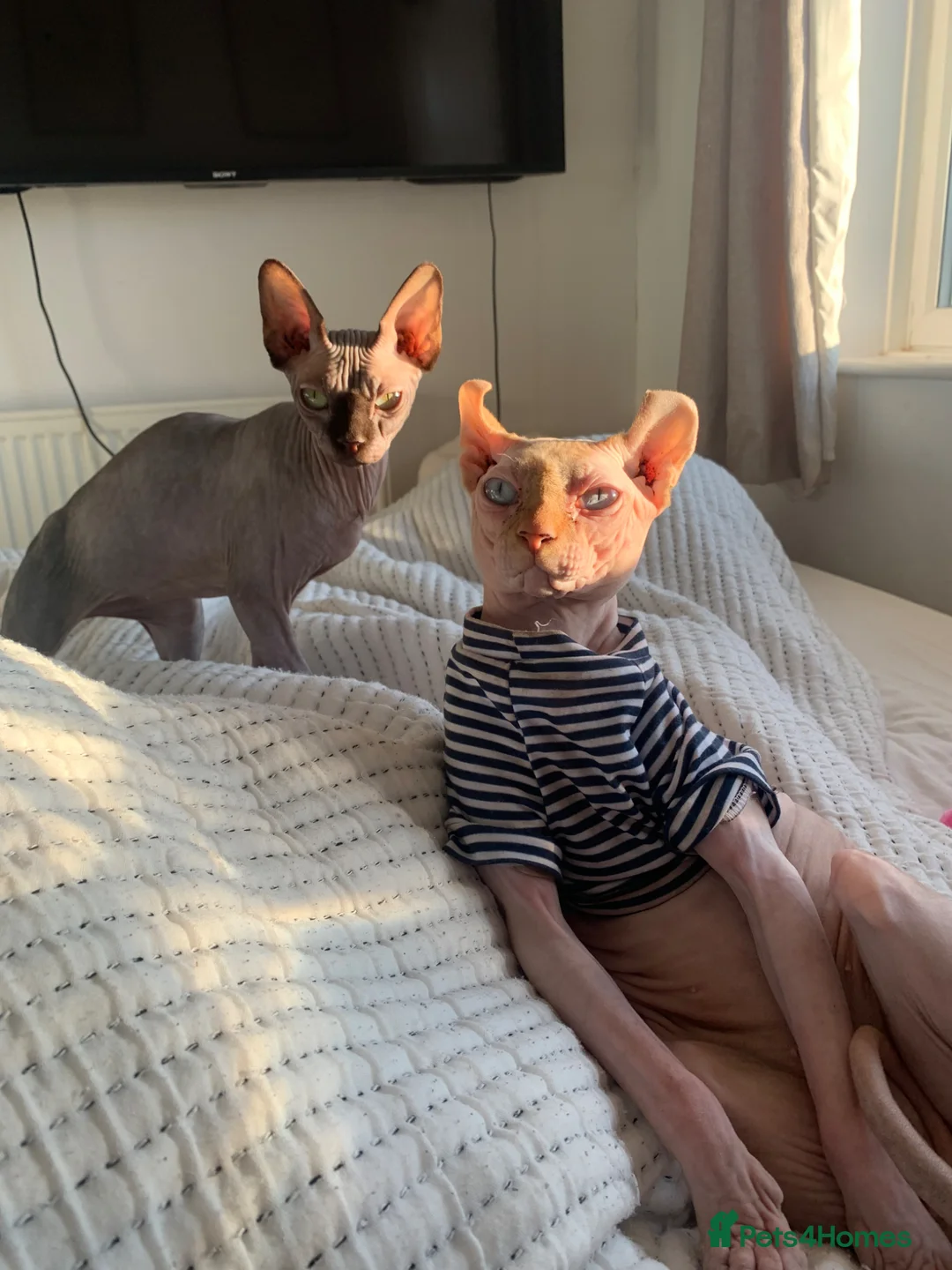 Sphynx cats for sale: 2 sphynx cats for sale/adoption. Male and Female.  - Advert 1