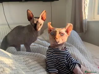 Sphynx cats 2 sphynx cats for sale/adoption. Male and Female. - Advert 1