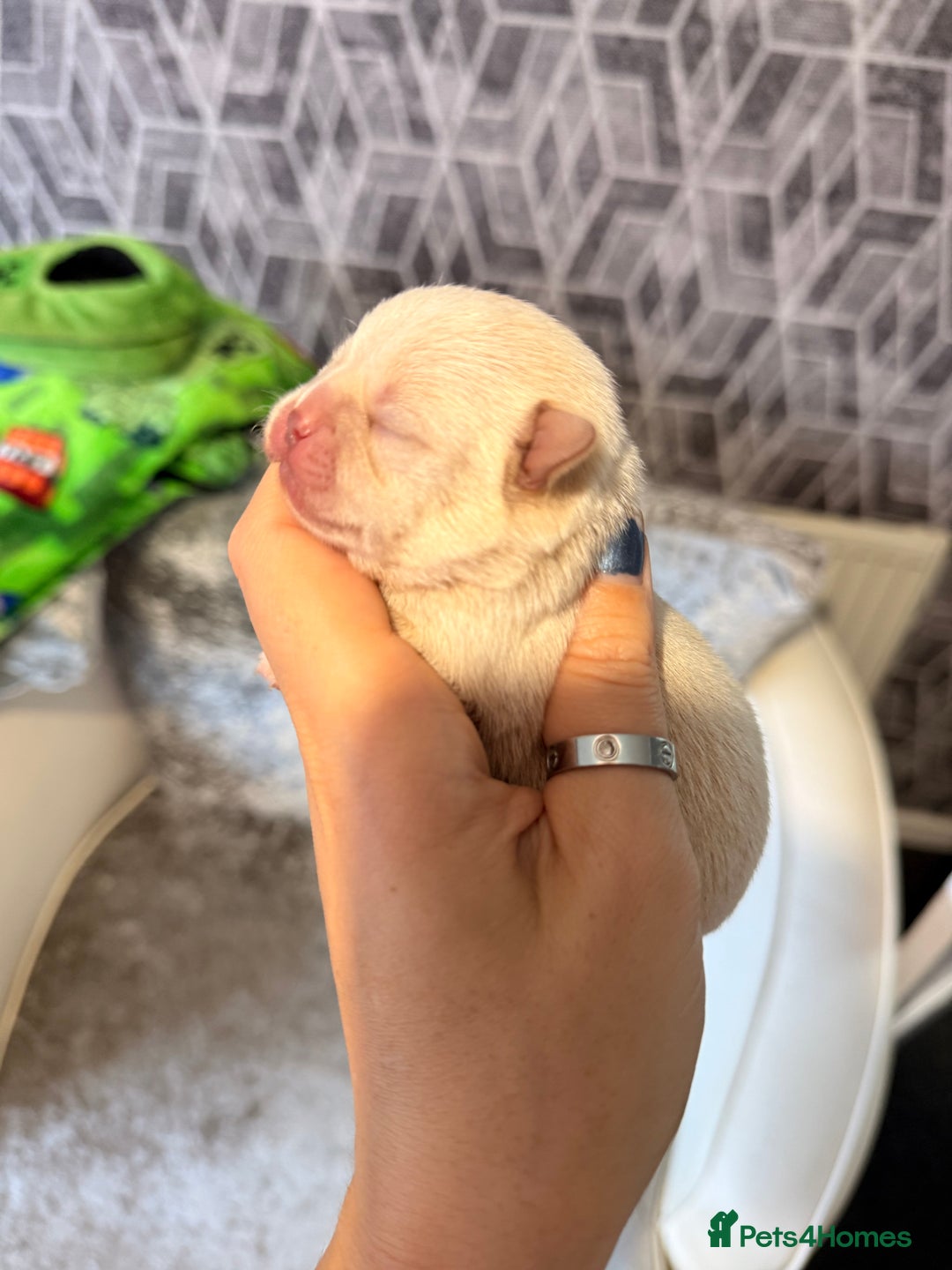 Chihuahua dogs for sale: 🩷Chihuahua puppies Thai genes🩷 - Image 20