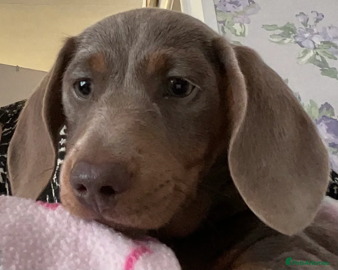 Miniature Dachshund dogs for sale:  Miniature dachshunds for sale in Southport  - Advert 2