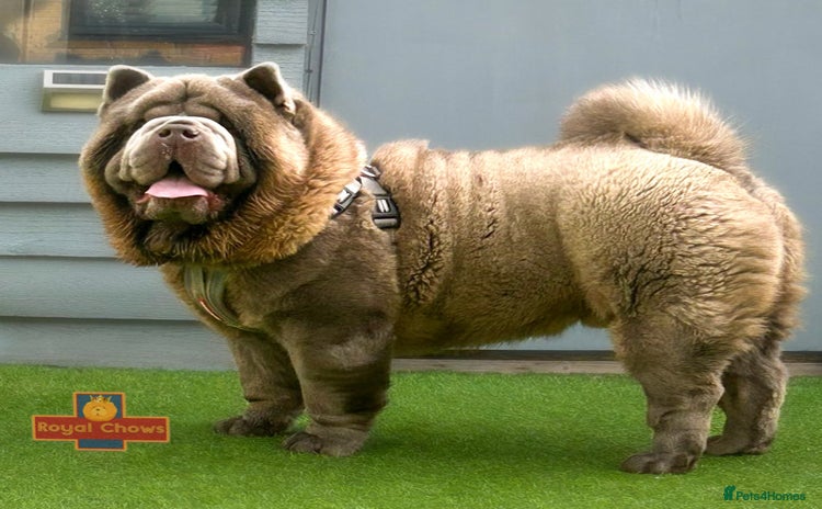Chow Chow dogs - Advert 2