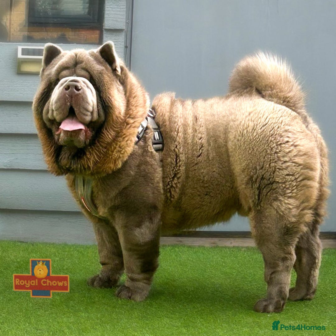 Chow Chow dogs for stud: Rare lilac smooth coat KC reg for stud  - Image 1