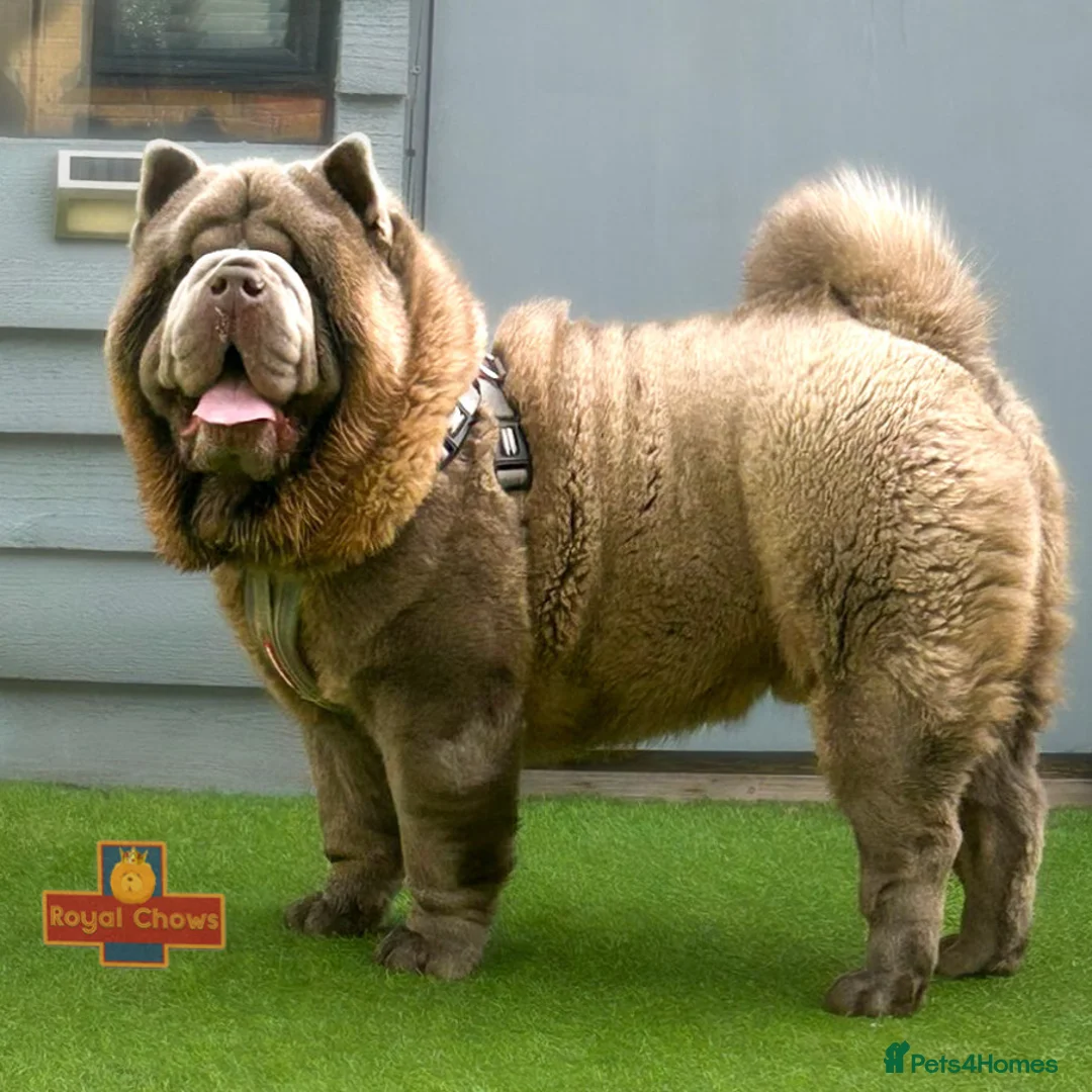 Chow Chow dogs for stud: The only rare lilac smooth coat KC reg  - Advert 5