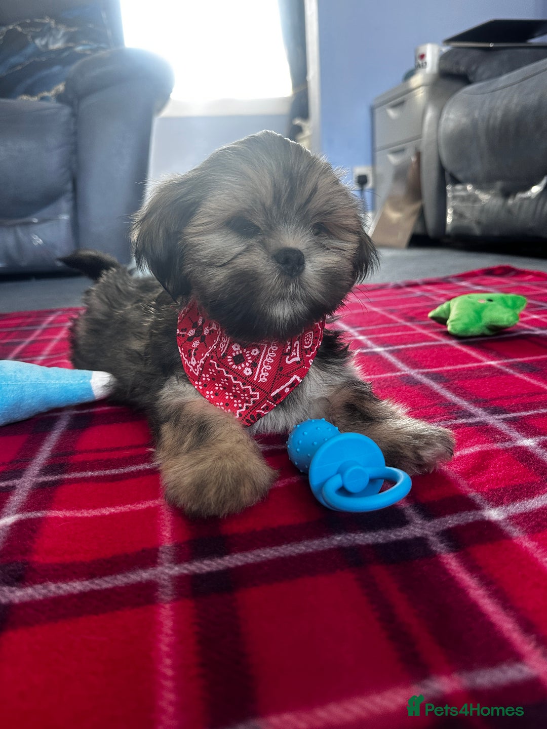 Lhasa Apso dogs for sale: KC Registered Lhasa Apso boy puppy - Image 7