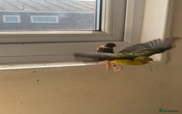Canaries birds for sale: Harlequin canary  - Image 7