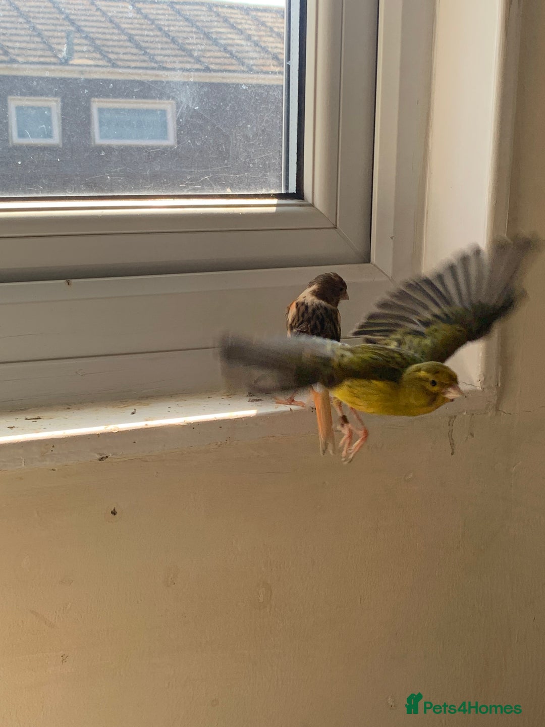 Canaries birds for sale: Harlequin canary  - Image 7