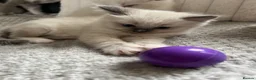 Ragdoll cats for sale: TICA REGISTERED RAGDOLL KITTENS  - Advert 31