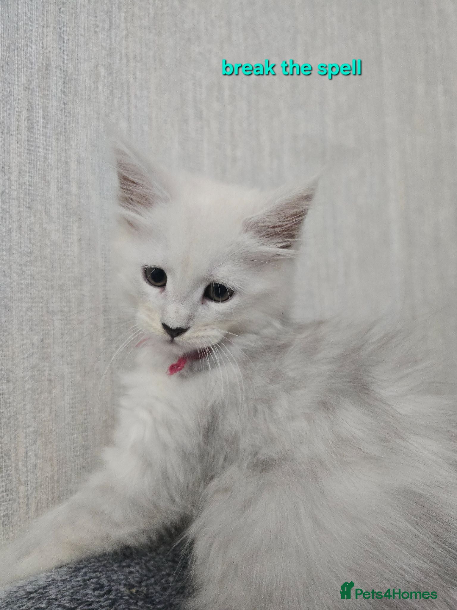 Maine Coon cats STUNNING RARE Maine Coons Shaded Shell Silver - Advert 2