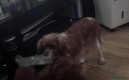 Cavapoo dogs for sale: Strong chunky cavapoo boy puppies ❤️ - Image 13