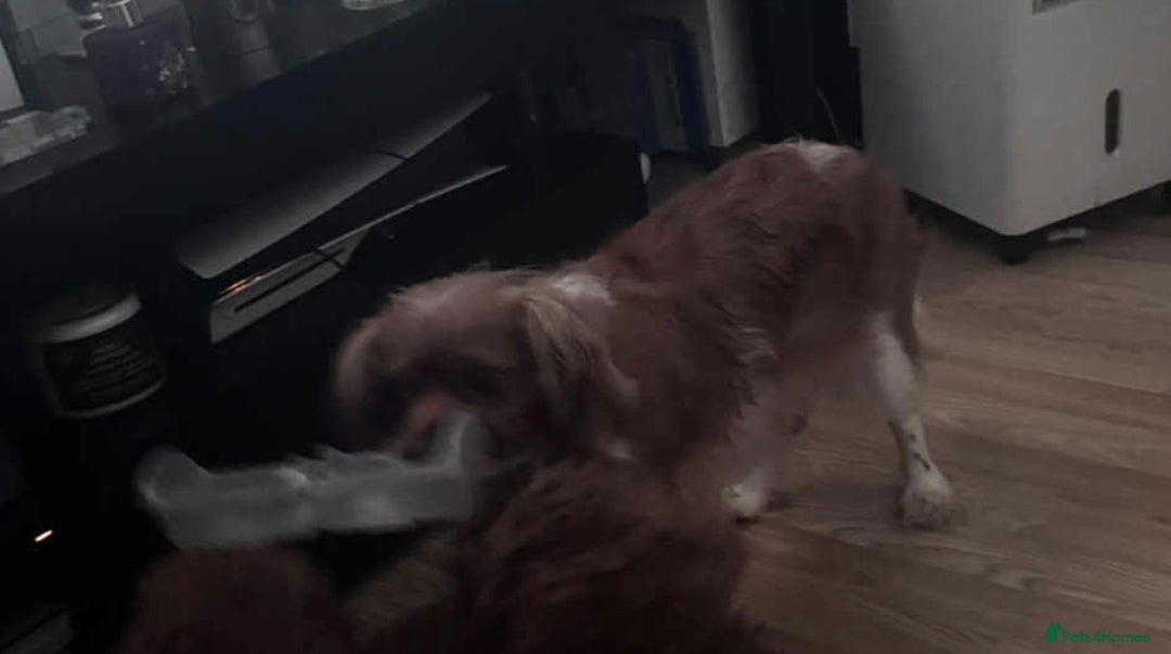 Cavapoo dogs for sale: Strong chunky cavapoo boy puppies ❤️ - Image 13