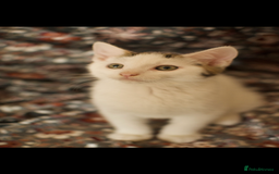 Mixed Breed cats for sale: 4 Beautiful Kittens Ready For Their Forever Homes - Image 3