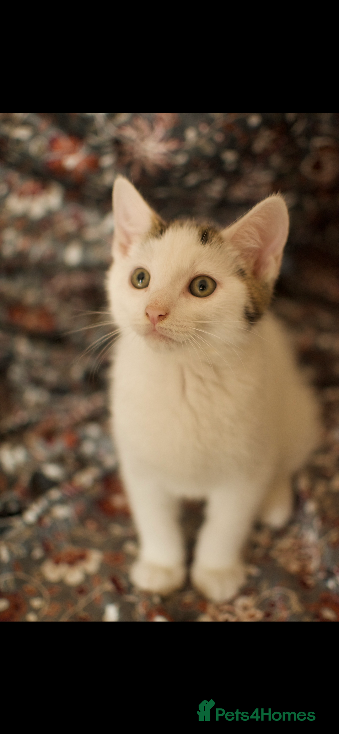 Mixed Breed cats for sale: 4 Beautiful Kittens Ready For Their Forever Homes - Image 3