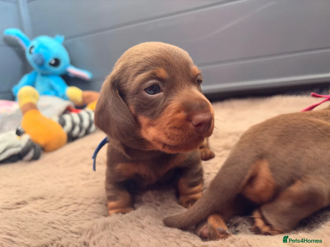 Miniature Dachshund dogs for sale: Miniature smooth chocolate dachshund - Advert 1