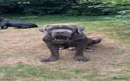 Cane Corso dogs for stud: Big boy chaos🐾 - Image 3