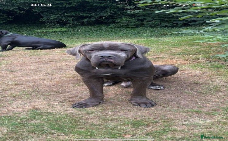 Cane Corso dogs - Advert 5