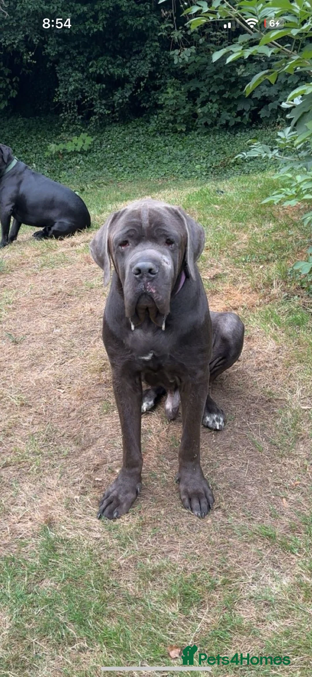 Cane Corso dogs for stud: Big boy chaos🐾 - Advert 4