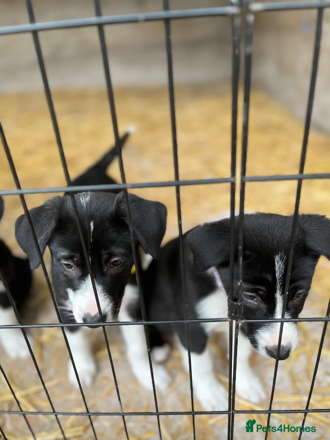 Border Collie dogs for sale: Border Collie  - Advert 2