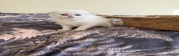 Scottish Fold cats for sale: Scottish Fold & Straight Kittens – Blue Eyes - Advert 2