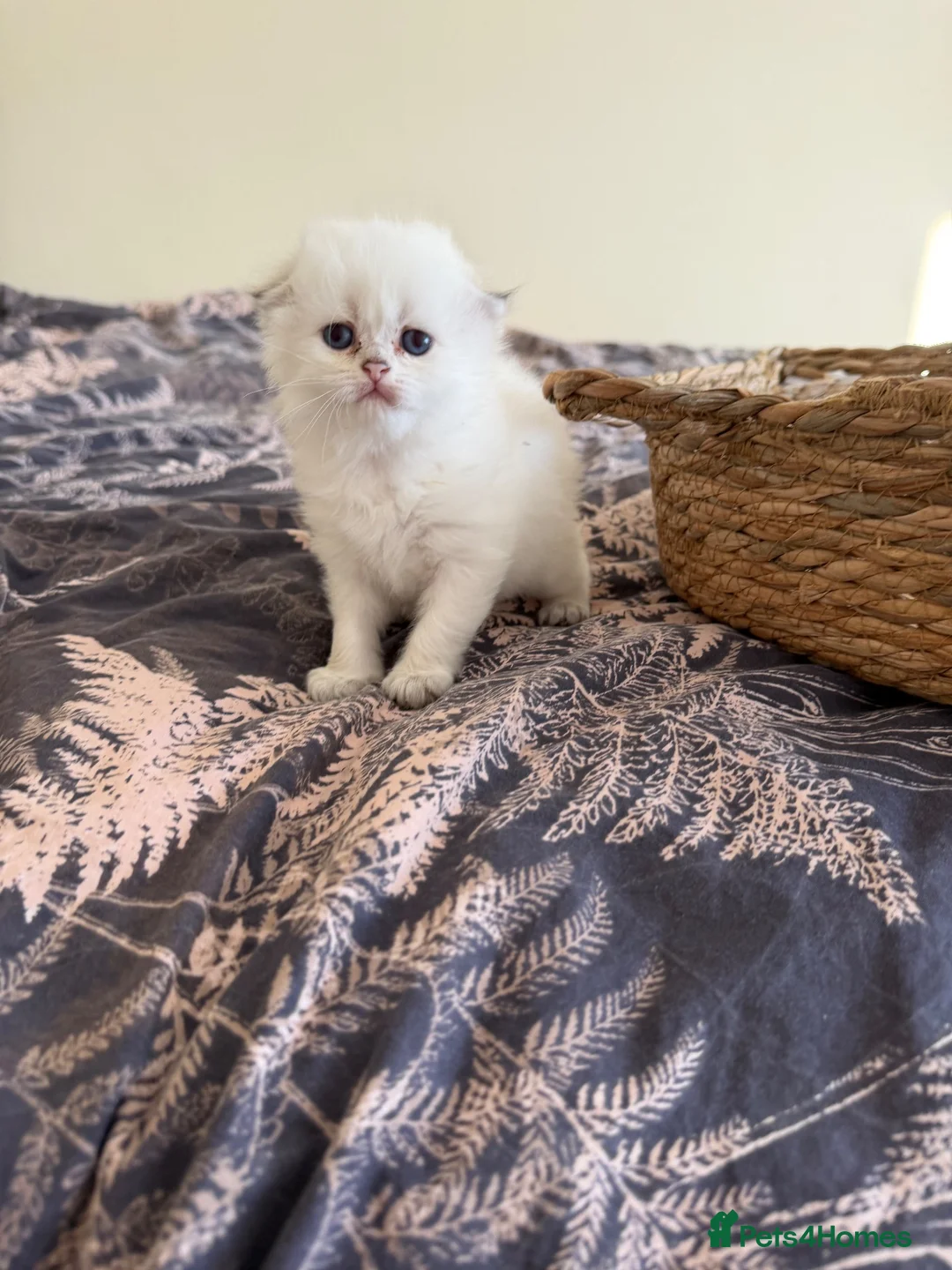 Scottish Fold cats for sale: Scottish Fold & Straight Kittens – Blue Eyes - Advert 2