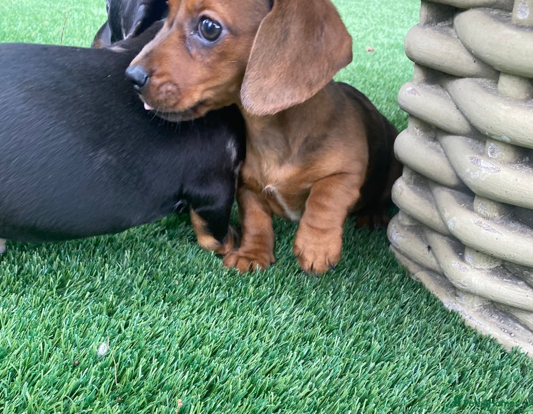 Miniature Dachshund dogs for sale: 4 adorable miniature dachshund puppies  - Image 27