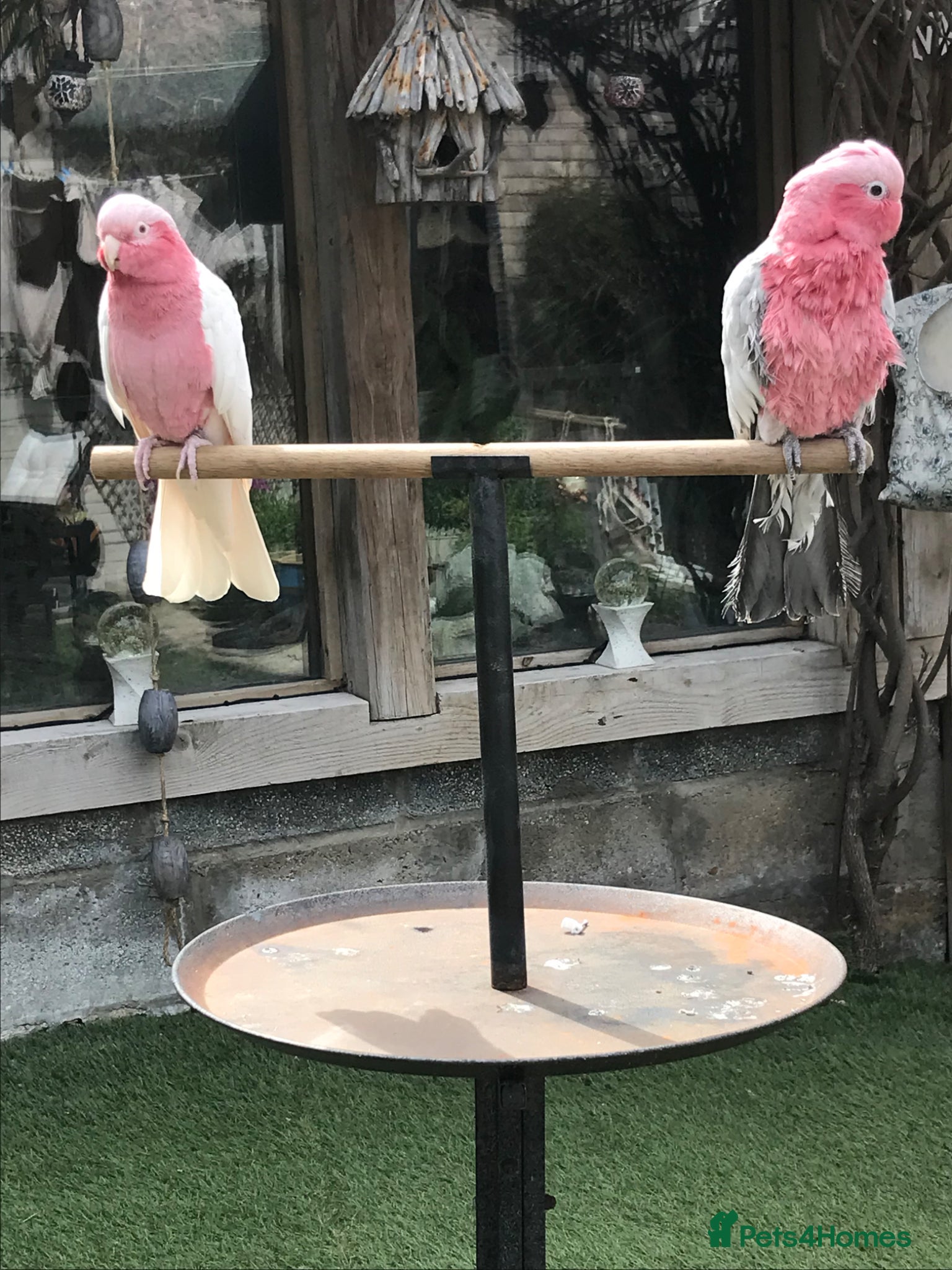 Cockatoo birds for sale: Male & female Galah in Harwich - Advert 5