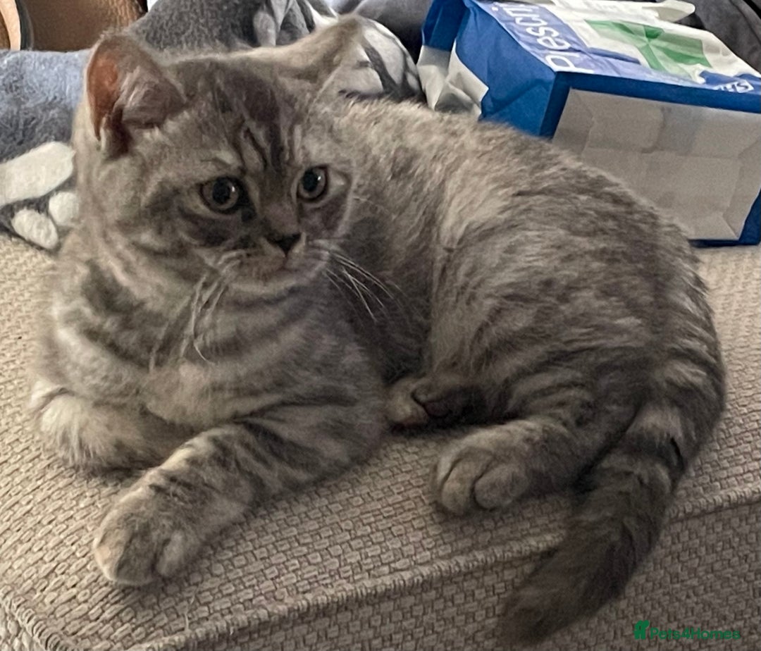 British Shorthair cats for sale: GCCf girl 9 months old. - Advert 2
