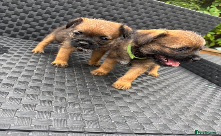 Border Terrier dogs - Advert 1