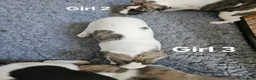 Whippet dogs for sale: KC reg Whippet puppies - Advert 10