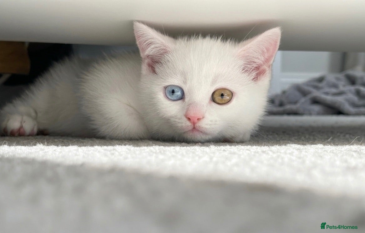 British Shorthair cats Gorgeous heterochromia British shorthair - Advert 1