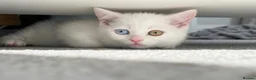 British Shorthair cats for sale: Gorgeous heterochromia British shorthair - Advert 1