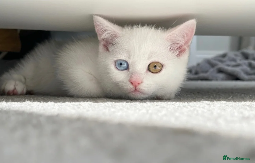 British Shorthair cats for sale: Gorgeous heterochromia British shorthair - Advert 1