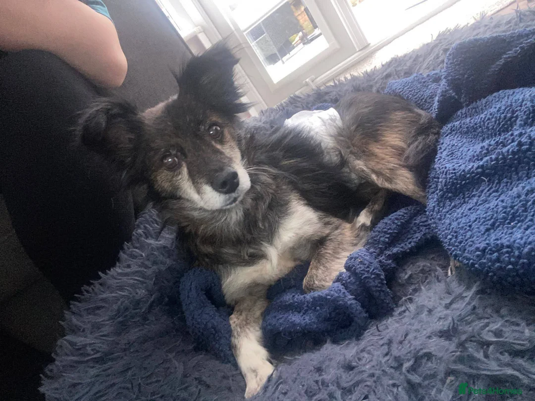 Mixed Breed dogs for adoption: Meet Gizmo, currently residing in Lancashire  - Advert 7