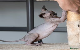 Sphynx cats for sale: Champion sphynx kitten - Image 6