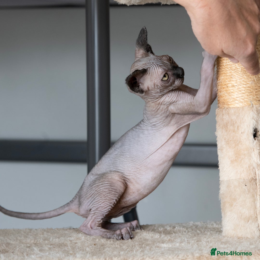 Sphynx cats for sale: Champion sphynx kitten - Image 6