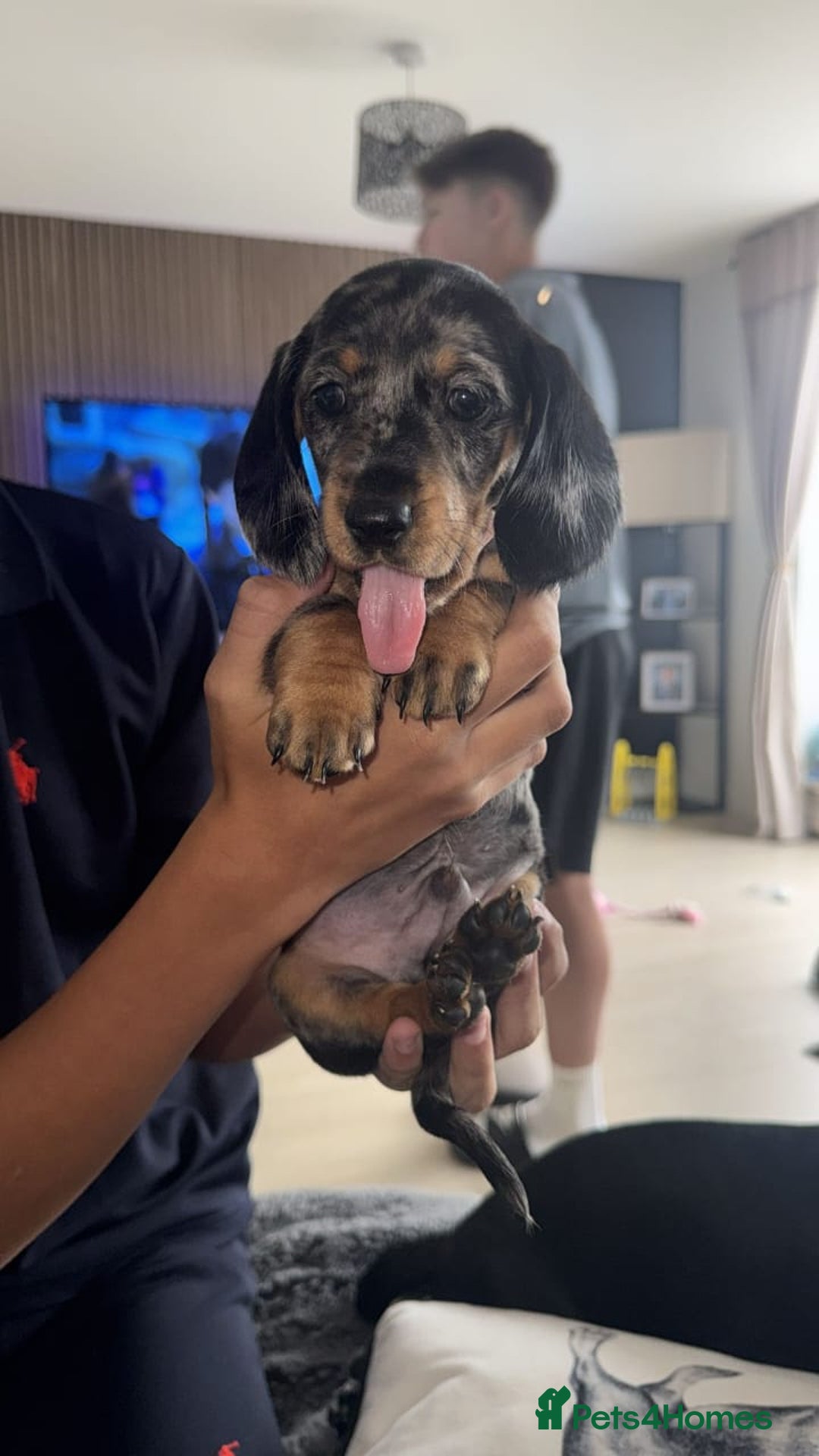 Miniature Dachshund dogs for sale: Adorable Miniature Dachshund Puppies  - Image 4