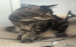 Mixed Breed cats for sale: Kittens for sale - Image 13