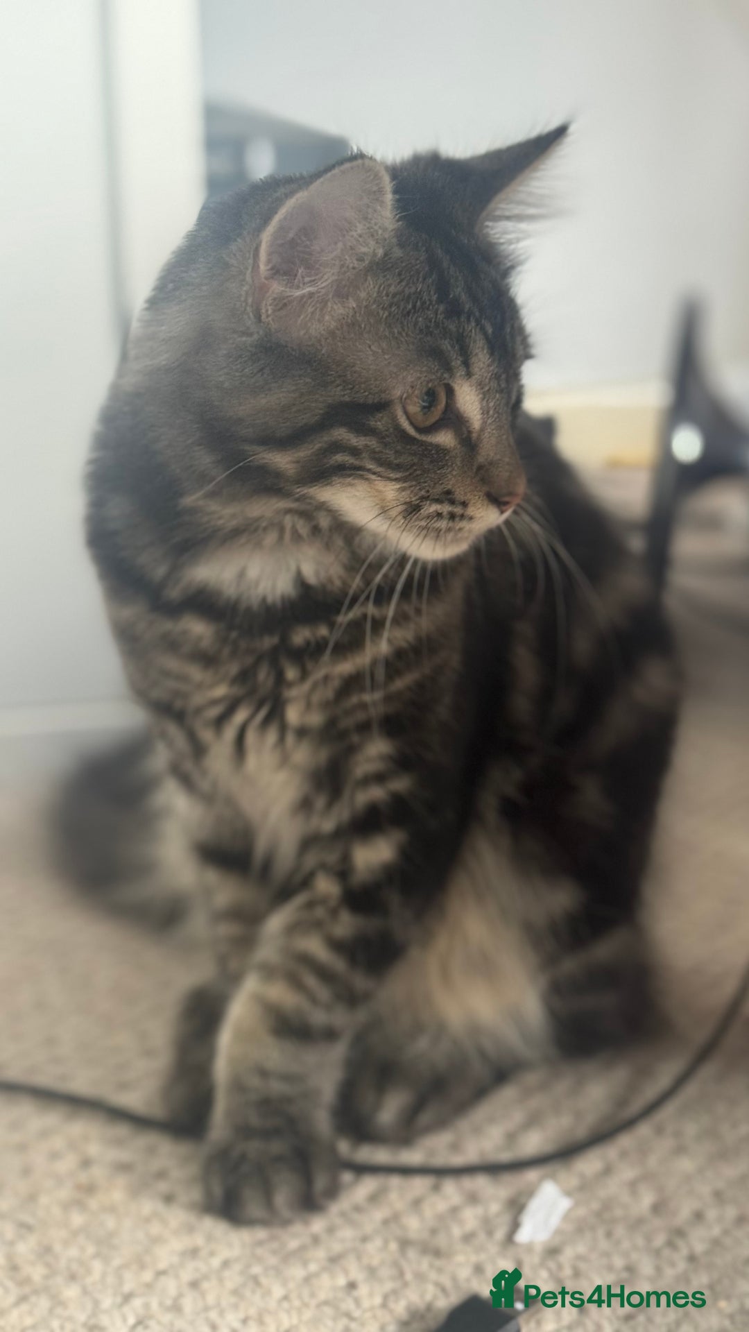 Mixed Breed cats for sale: Kittens for sale - Image 13