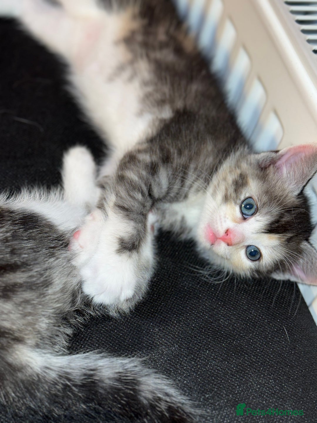 Mixed Breed cats for sale: 3 beautiful kittens available  - Advert 15